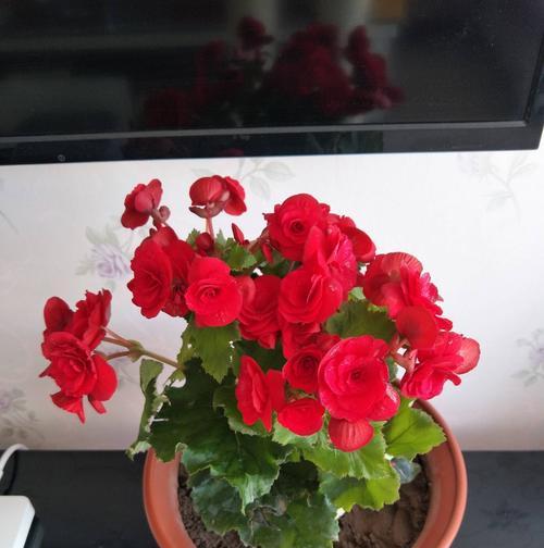 海棠怎么养才能更旺盛?掌握这些技巧让你的海棠花开不断!