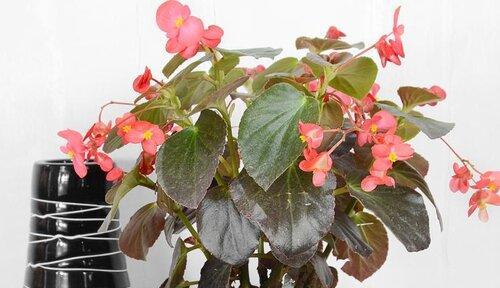 海棠怎么养才能更旺盛?掌握这些技巧让你的海棠花开不断! 海棠怎么养才能更旺盛?掌握这些技巧让你的海棠花开不断!