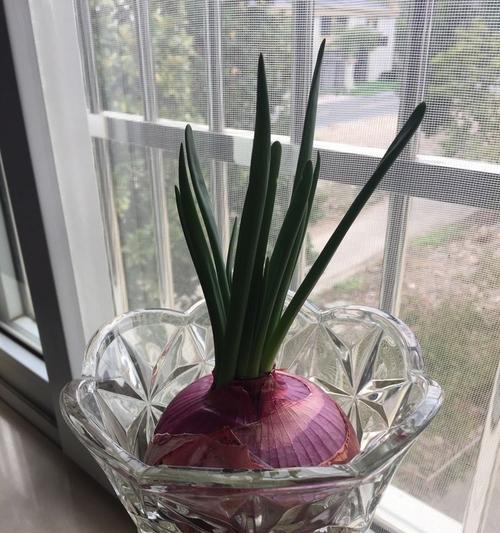 洋葱水培好还是土培好?哪种方法更有利于洋葱生长?