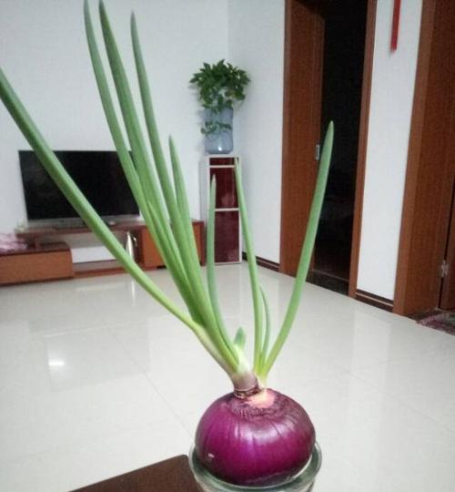 洋葱水培好还是土培好?哪种方法更有利于洋葱生长? 洋葱水培好还是土培好?哪种方法更有利于洋葱生长?
