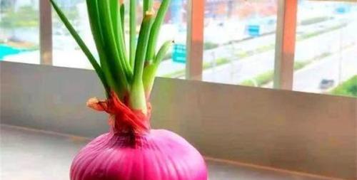 洋葱水培好还是土培好?哪种方法更有利于洋葱生长? 洋葱水培好还是土培好?哪种方法更有利于洋葱生长?