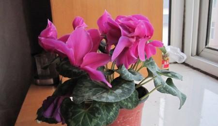 仙客来播种的最佳时间是什么时候?如何确保播种成功? 仙客来播种的最佳时间是什么时候?如何确保播种成功?