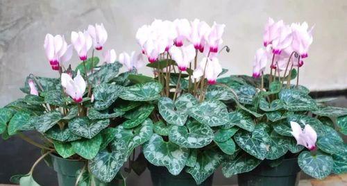 仙客来播种的最佳时间是什么时候?如何确保播种成功? 仙客来播种的最佳时间是什么时候?如何确保播种成功?