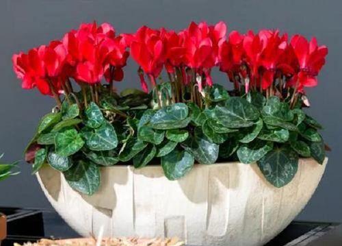 仙客来播种的最佳时间是什么时候?如何确保播种成功? 仙客来播种的最佳时间是什么时候?如何确保播种成功?