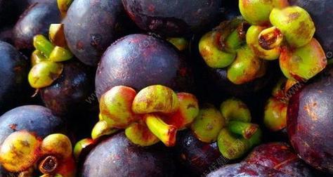 山竹怎么看熟没熟?掌握这四个技巧轻松判断山竹成熟度 山竹怎么看熟没熟?掌握这四个技巧轻松判断山竹成熟度