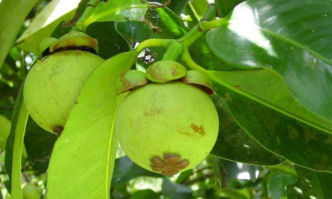 山竹怎么看熟没熟?掌握这四个技巧轻松判断山竹成熟度 山竹怎么看熟没熟?掌握这四个技巧轻松判断山竹成熟度