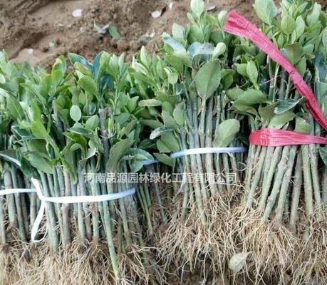 冬青扦插如何快速生根?掌握这些技巧事半功倍? 冬青扦插如何快速生根?掌握这些技巧事半功倍?