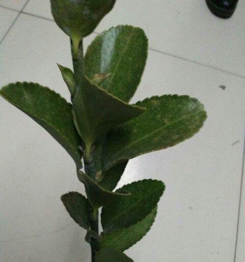 冬青扦插如何快速生根?掌握这些技巧事半功倍? 冬青扦插如何快速生根?掌握这些技巧事半功倍?