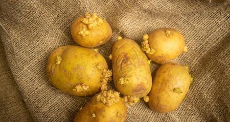 土豆种子能食用吗?食用土豆种子的安全性解析?