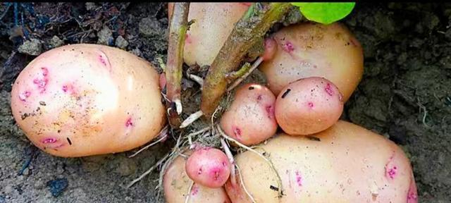 土豆种子能食用吗?食用土豆种子的安全性解析? 土豆种子能食用吗?食用土豆种子的安全性解析?