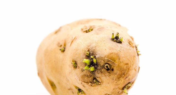 土豆种子能食用吗?食用土豆种子的安全性解析? 土豆种子能食用吗?食用土豆种子的安全性解析?