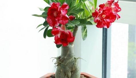 沙漠玫瑰剪枝的最佳时机是什么时候?剪枝后如何护理?