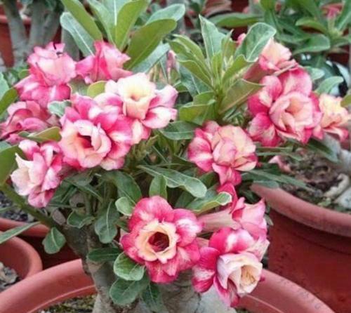 沙漠玫瑰剪枝的最佳时机是什么时候?剪枝后如何护理? 沙漠玫瑰剪枝的最佳时机是什么时候?剪枝后如何护理?