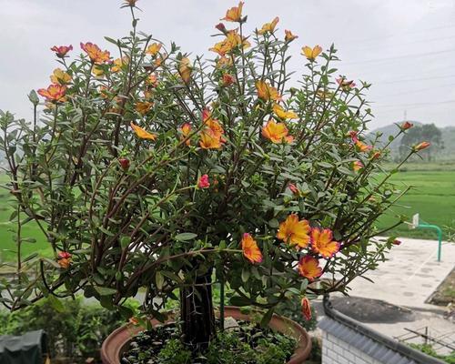 太阳花修剪方法有哪些?如何正确修剪太阳花? 太阳花修剪方法有哪些?如何正确修剪太阳花?