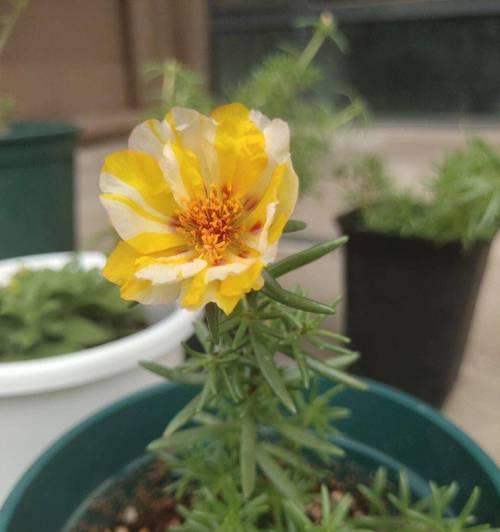 太阳花修剪方法有哪些?如何正确修剪太阳花? 太阳花修剪方法有哪些?如何正确修剪太阳花?