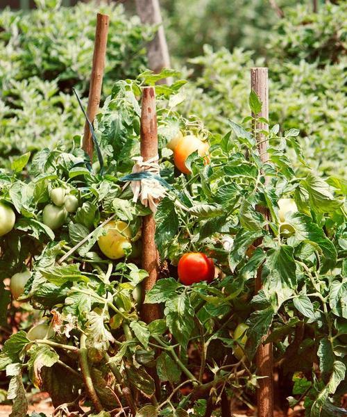 西红柿是草本植物吗?西红柿的植物分类是什么? 西红柿是草本植物吗?西红柿的植物分类是什么?