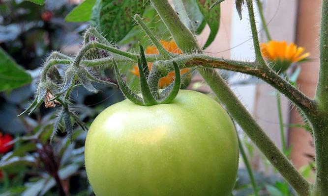 西红柿是草本植物吗?西红柿的植物分类是什么? 西红柿是草本植物吗?西红柿的植物分类是什么?