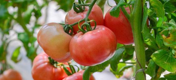 西红柿是草本植物吗?西红柿的植物分类是什么? 西红柿是草本植物吗?西红柿的植物分类是什么?