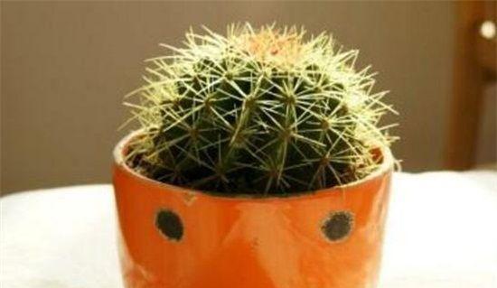 仙人球换盆的最佳时机是什么时候?换盆后如何护理?