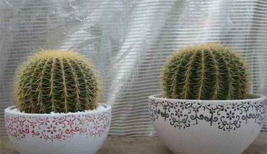 仙人球换盆的最佳时机是什么时候?换盆后如何护理? 仙人球换盆的最佳时机是什么时候?换盆后如何护理?