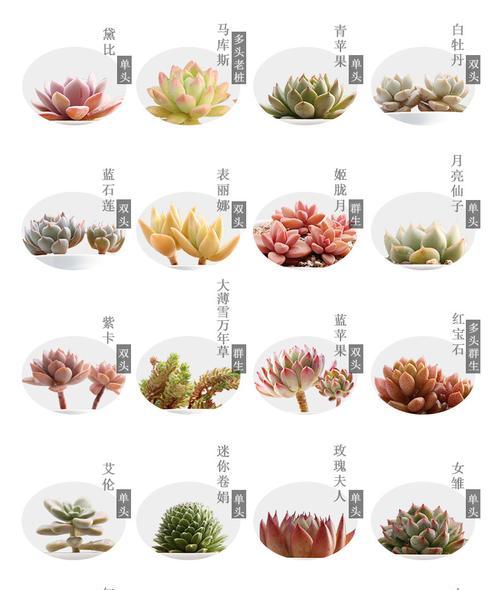 仙人球换盆的最佳时机是什么时候?换盆后如何护理? 仙人球换盆的最佳时机是什么时候?换盆后如何护理?