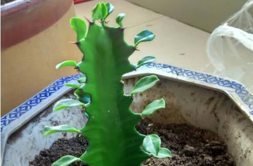 量天尺多久开花一次?养几年能开花?