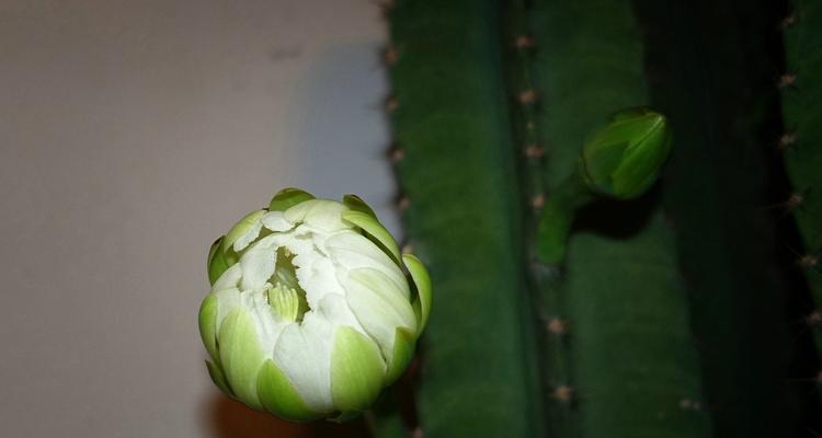 量天尺多久开花一次?养几年能开花? 量天尺多久开花一次?养几年能开花?