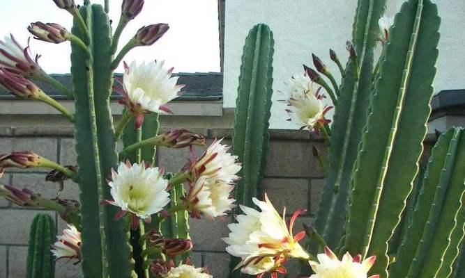 量天尺多久开花一次?养几年能开花? 量天尺多久开花一次?养几年能开花?