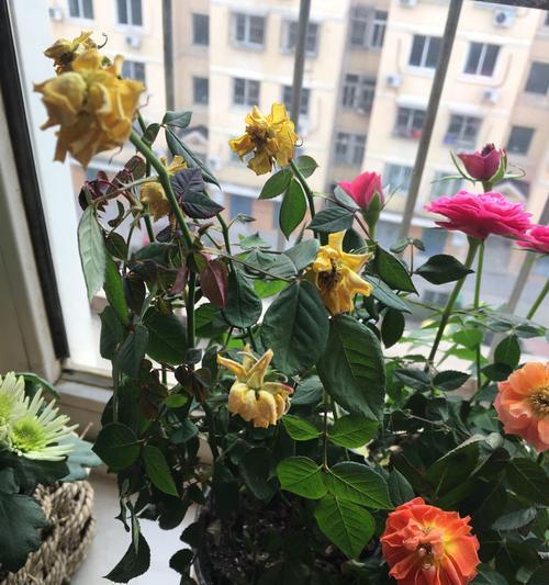 玫瑰花蔫了怎么办？如何快速恢复花朵生机？