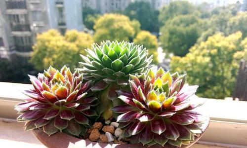 玫瑰花蔫了怎么办?如何快速恢复花朵生机? 玫瑰花蔫了怎么办?如何快速恢复花朵生机?