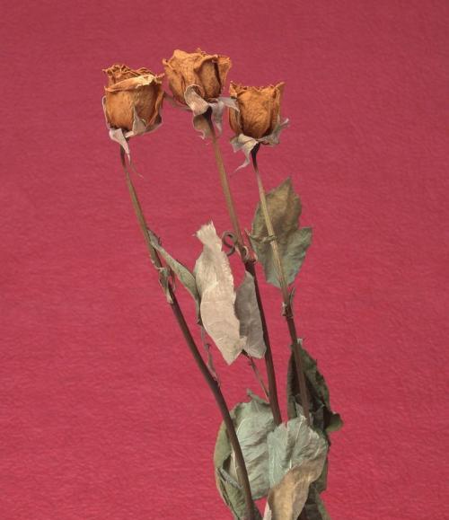 玫瑰花蔫了怎么办?如何快速恢复花朵生机? 玫瑰花蔫了怎么办?如何快速恢复花朵生机?