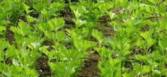 芹菜能承受的最低温度是多少?种植芹菜时如何防冻?