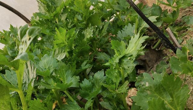 芹菜能承受的最低温度是多少?种植芹菜时如何防冻? 芹菜能承受的最低温度是多少?种植芹菜时如何防冻?