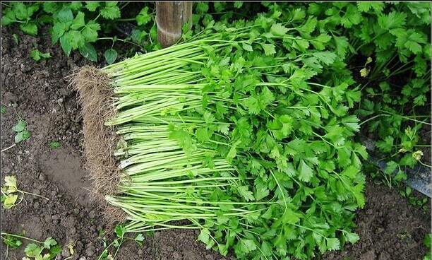 芹菜能承受的最低温度是多少?种植芹菜时如何防冻? 芹菜能承受的最低温度是多少?种植芹菜时如何防冻?