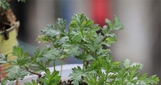 家里种艾草风水好吗?艾草种植对家居风水有何影响? 家里种艾草风水好吗?艾草种植对家居风水有何影响?