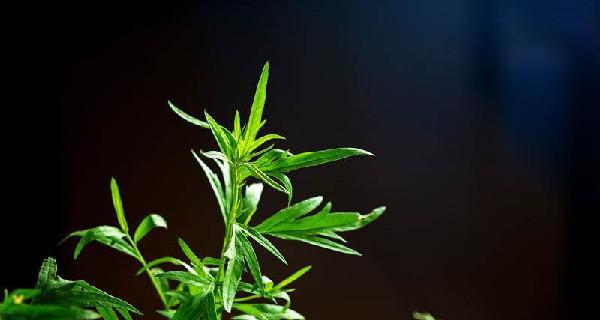 家里种艾草风水好吗?艾草种植对家居风水有何影响? 家里种艾草风水好吗?艾草种植对家居风水有何影响?