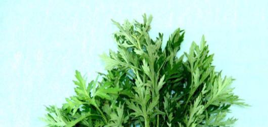 家里种艾草风水好吗?艾草种植对家居风水有何影响? 家里种艾草风水好吗?艾草种植对家居风水有何影响?