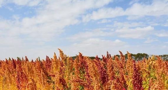 黎麦亩产量多少斤?一亩地能产多少公斤?