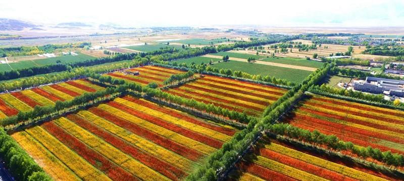 黎麦亩产量多少斤?一亩地能产多少公斤? 黎麦亩产量多少斤?一亩地能产多少公斤?