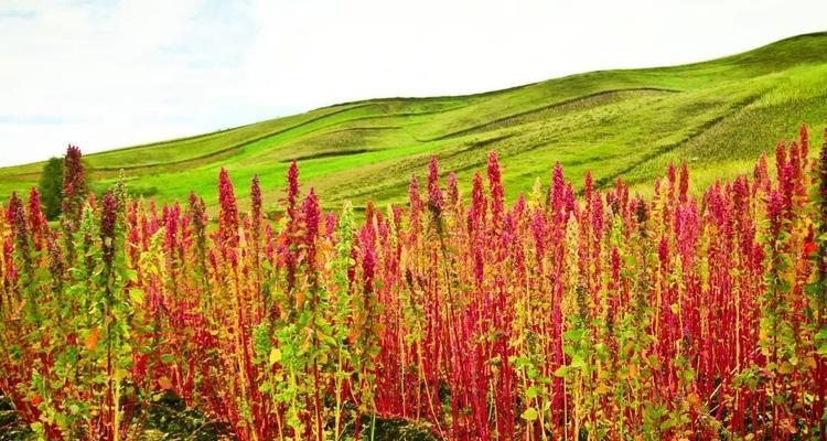 黎麦亩产量多少斤?一亩地能产多少公斤? 黎麦亩产量多少斤?一亩地能产多少公斤?