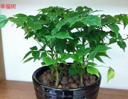 幸福树水浇多了怎么办?如何正确处理过度浇水问题? 幸福树水浇多了怎么办?如何正确处理过度浇水问题?