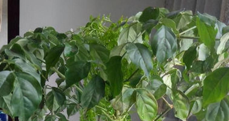 幸福树水浇多了怎么办?如何正确处理过度浇水问题? 幸福树水浇多了怎么办?如何正确处理过度浇水问题?