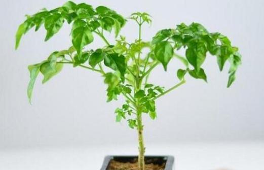 幸福树水浇多了怎么办?如何正确处理过度浇水问题? 幸福树水浇多了怎么办?如何正确处理过度浇水问题?