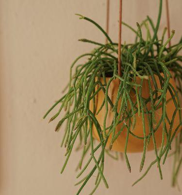 丝苇怎么养及养殖方法?有哪些注意事项和常见问题?