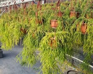 丝苇怎么养及养殖方法?有哪些注意事项和常见问题? 丝苇怎么养及养殖方法?有哪些注意事项和常见问题?