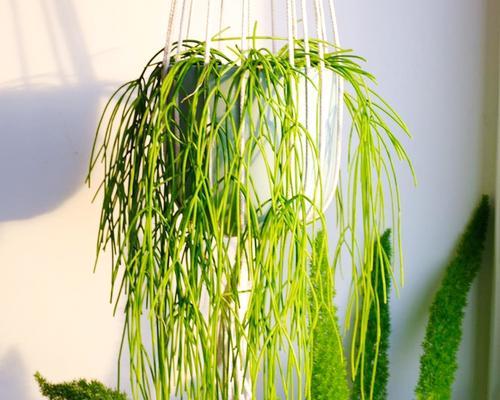 丝苇怎么养及养殖方法?有哪些注意事项和常见问题? 丝苇怎么养及养殖方法?有哪些注意事项和常见问题?