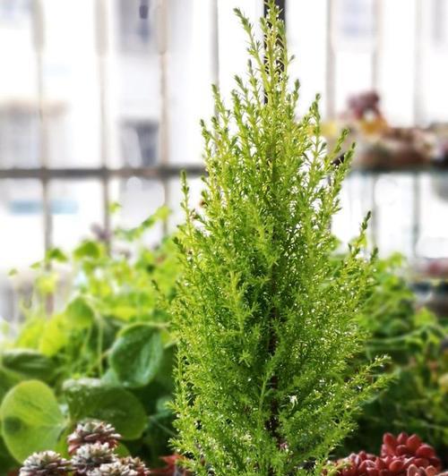 香松喜水吗？属于喜水植物吗，如何正确养护？