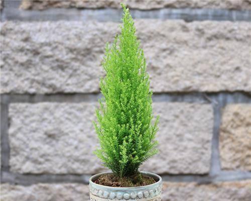 香松喜水吗？属于喜水植物吗，如何正确养护？