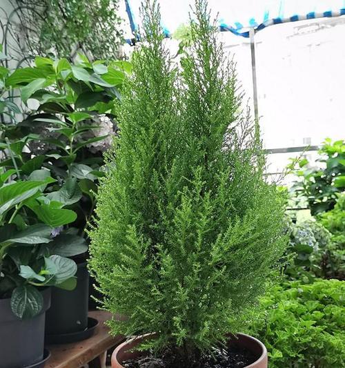 香松喜水吗？属于喜水植物吗，如何正确养护？