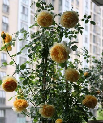 封闭阳台适合养什么花卉植物?如何选择适合的植物种类? 封闭阳台适合养什么花卉植物?如何选择适合的植物种类?